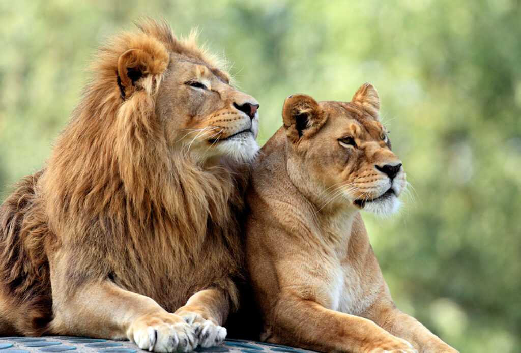 Zwei Löwen liegen nebeneinander im Zoo